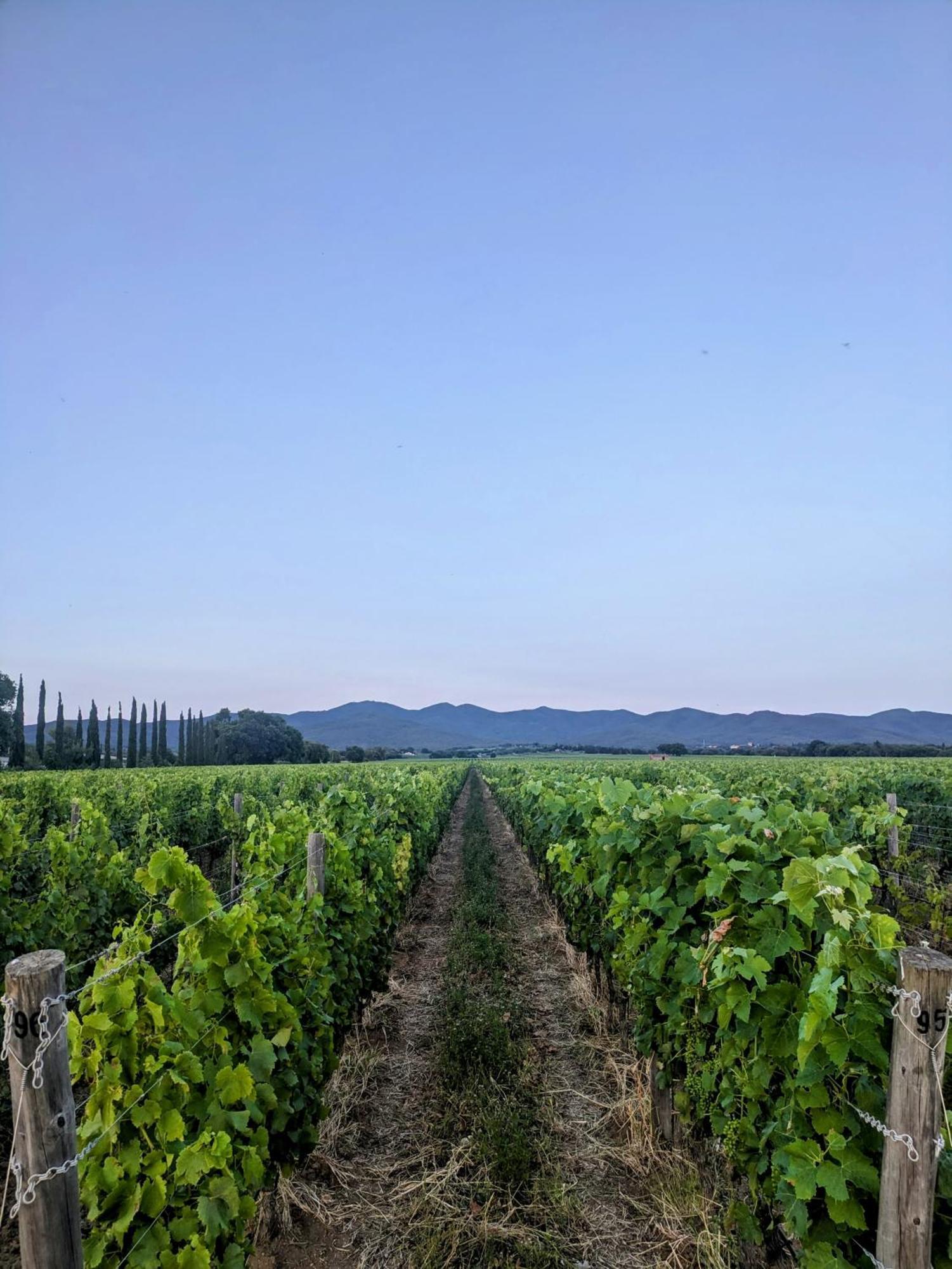 Agriturismo I Debbi Биббона Экстерьер фото